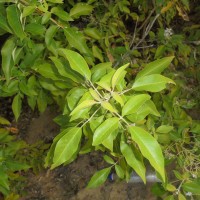 Vitex trifolia subsp. trifolia